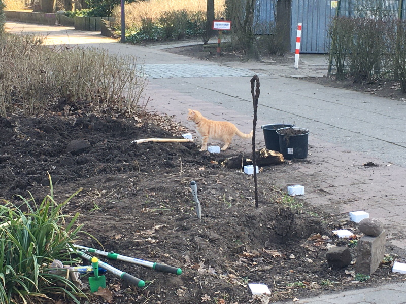 220320 Mietzekatze 0800x0600